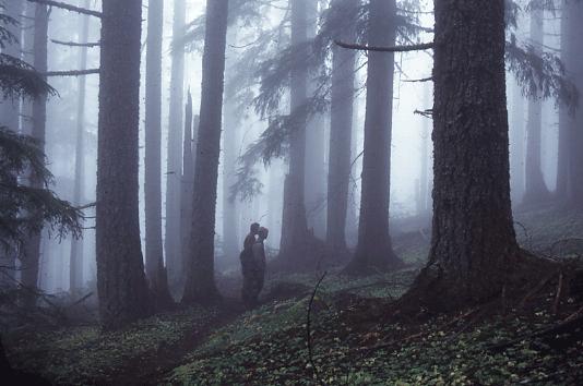 Misty Forest