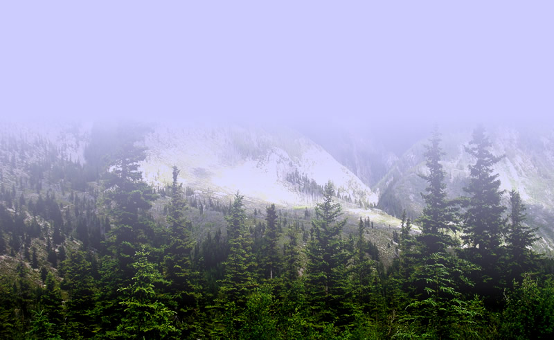 Dense forest canopy showing ecosystem health